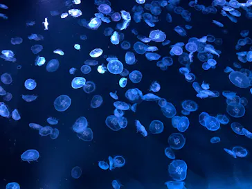 すみだ水族館に投稿された画像（2023/10/14）