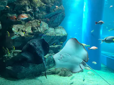 マクセル アクアパーク品川に投稿された画像（2023/10/14）