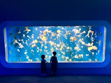 新江ノ島水族館に投稿された画像（2023/10/15）