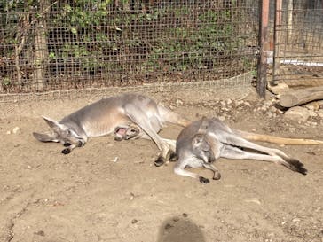 群馬サファリパークに投稿された画像（2023/10/15）