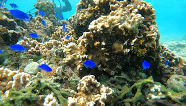 武藤潜水に投稿された画像（2023/10/15）