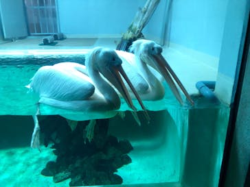 大分マリーンパレス水族館 「うみたまご」に投稿された画像（2023/10/15）