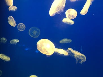 大分マリーンパレス水族館 「うみたまご」に投稿された画像（2023/10/15）