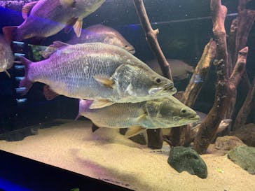 カワスイ 川崎⽔族館に投稿された画像（2023/10/15）