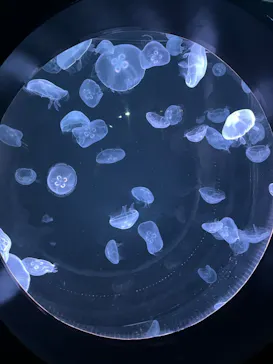 仙台うみの杜水族館に投稿された画像（2023/10/15）