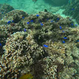 武藤潜水に投稿された画像（2023/10/15）