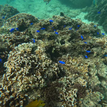 武藤潜水に投稿された画像（2023/10/15）