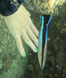 武藤潜水に投稿された画像（2023/10/15）