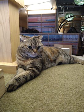 猫カフェモカ　新宿店に投稿された画像（2023/10/15）