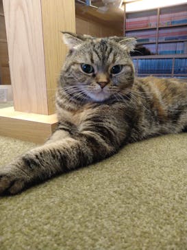 猫カフェモカ　新宿店に投稿された画像（2023/10/15）