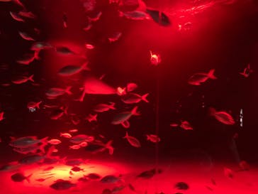 サンシャイン水族館に投稿された画像（2023/10/15）