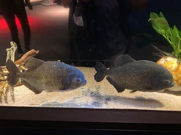 サンシャイン水族館に投稿された画像（2023/10/15）