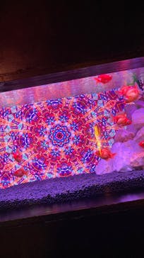 NARA KINGYO MUSEUMに投稿された画像（2023/10/15）