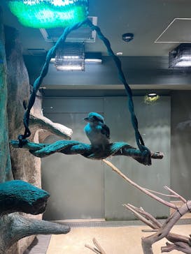 カワスイ 川崎⽔族館に投稿された画像（2023/10/15）