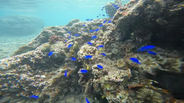 武藤潜水に投稿された画像（2023/10/15）