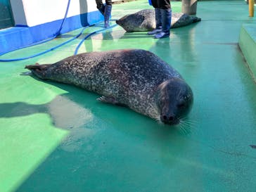 ゼロ距離水族館 伊勢シーパラダイスに投稿された画像（2023/10/15）