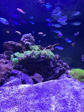 ゼロ距離水族館 伊勢シーパラダイスに投稿された画像（2023/10/15）