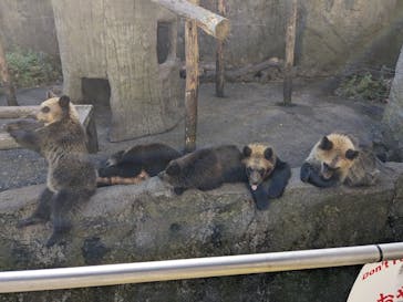 のぼりべつクマ牧場に投稿された画像（2023/10/15）