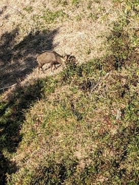 のぼりべつクマ牧場に投稿された画像（2023/10/15）