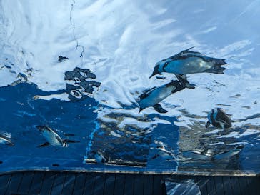 サンシャイン水族館に投稿された画像（2023/10/15）