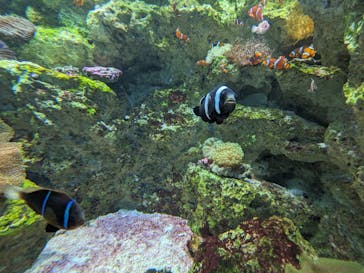 サンシャイン水族館に投稿された画像（2023/10/15）
