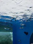 サンシャイン水族館に投稿された画像（2023/10/15）