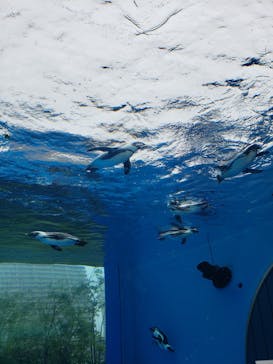 サンシャイン水族館に投稿された画像（2023/10/15）
