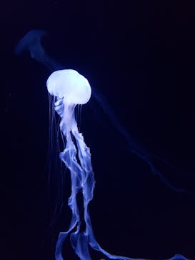 サンシャイン水族館に投稿された画像（2023/10/15）