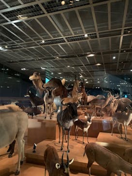 国立科学博物館に投稿された画像（2023/10/15）