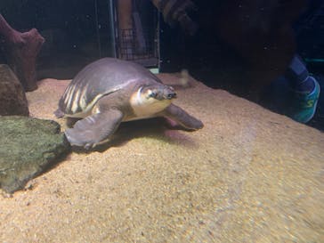 カワスイ 川崎⽔族館に投稿された画像（2023/10/15）