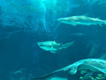 マリンワールド海の中道に投稿された画像（2023/10/15）