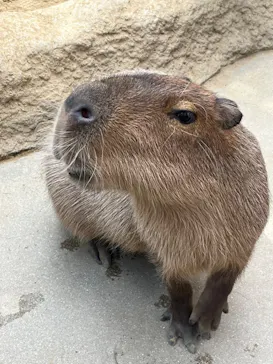 神戸どうぶつ王国に投稿された画像（2023/10/15）