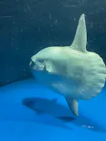 サンシャイン水族館に投稿された画像（2023/10/15）