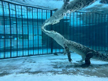 熱川バナナワニ園に投稿された画像（2023/10/15）