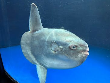 サンシャイン水族館に投稿された画像（2023/10/15）