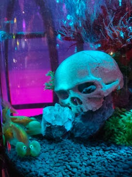 NARA KINGYO MUSEUMに投稿された画像（2023/10/15）