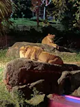 天王寺動物園に投稿された画像（2023/10/15）