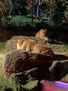 天王寺動物園に投稿された画像（2023/10/15）