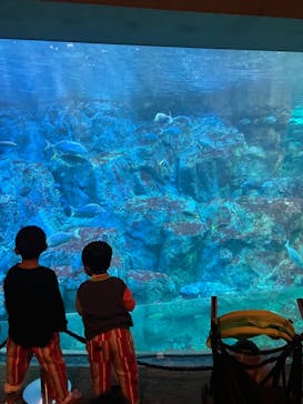 大分マリーンパレス水族館 「うみたまご」に投稿された画像（2023/10/15）