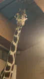 天王寺動物園に投稿された画像（2023/10/15）