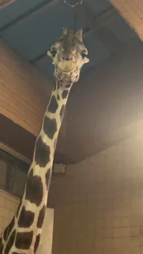 天王寺動物園に投稿された画像（2023/10/15）