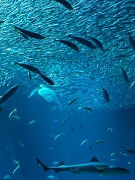 アクアワールド茨城県大洗水族館に投稿された画像（2023/10/15）