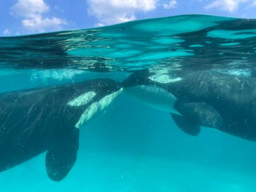 鴨川シーワールドに投稿された画像（2023/10/15）