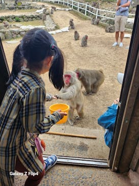 小豆島　銚子渓　自然動物園　お猿の国に投稿された画像（2023/10/15）