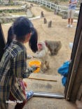 小豆島　銚子渓　自然動物園　お猿の国に投稿された画像（2023/10/16）