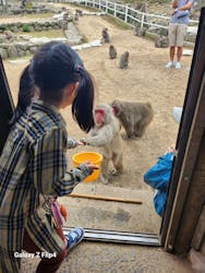 小豆島　銚子渓　自然動物園　お猿の国に投稿された画像（2023/10/15）