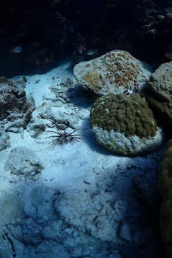 ソルトウォーターソーシャルクラブに投稿された画像（2023/10/15）