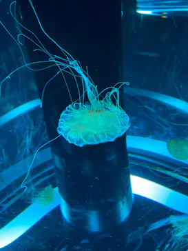 マクセル アクアパーク品川に投稿された画像（2023/10/16）