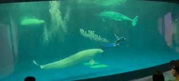 島根県立 しまね海洋館に投稿された画像（2023/10/16）