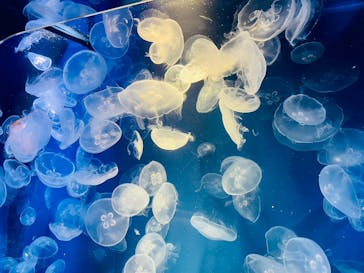 鴨川シーワールドに投稿された画像（2023/10/8）